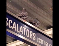 Pigeon mating at escalator sign inside stadium