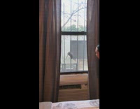 Rat going down window gate railings