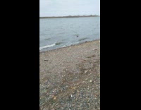 Brown duck calm swims on the beach with waves