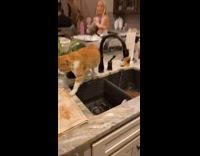 Cat sits on kitchen counter drinks faucet water 
