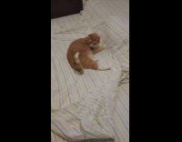 Car Plays with its Tail on Bed