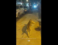 Dog carry pizza walks along the street at night