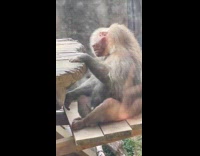 Baboon monkey with tired eyes in zoo
