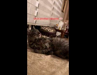 Cat licks another cat on the bed