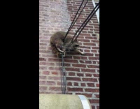 Raccoon on the electric wire near window Part 2