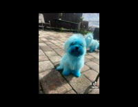 Dog gets blue dye 