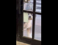 Dog outside store door look through glass