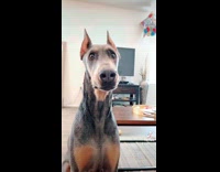 Collab BitchIG2 - Dog barks at the right time of song