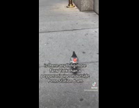 Collab winy - Pigeon walk street pepperoni on back nyc