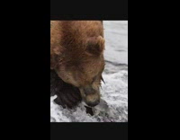 Brown bear eats fish on the river