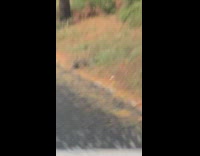 Raccoon jumps off of dumpster truck