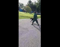 Baby cow with a leash jump and hops outside