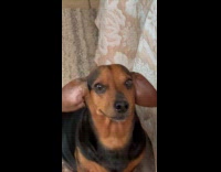 Dachshund dog mouth shakes with whisper audio