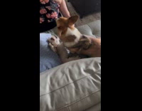 Two dogs plays together in the couch