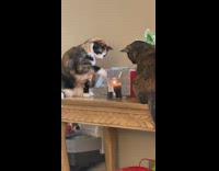 Collab BitchMP - Two cats staring at flame candle 