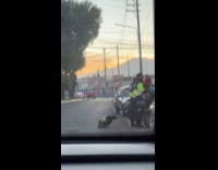 Dog traffic enforcer scratching butt on street
