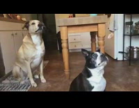 Two dogs miss catching treat in mouth