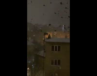 Flock of ravens cawing during the night