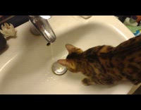 Pet Bengal cat plays with the water on the faucet