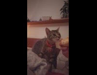 Hungry cat eats food licks woman hand