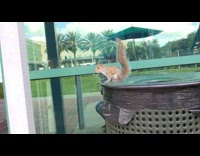 Wild Squirrel on the Trash bin produces weird sounds Part 1