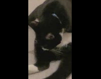 Pet cat stares at filmer in a weird position