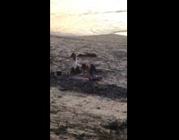 Two women dances for tiktok beach video