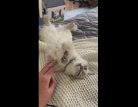 Girl touches paw of cat laying back