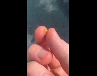 Ladybug carcass held and fell from car