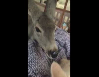 Grey deer lick clean cat 