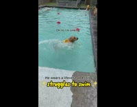 Golden retriever dog struggles while learning to swim 