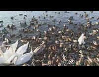 Guy feeds duck swan and geese water