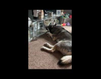 Submitter films dog outgrow laying down spot