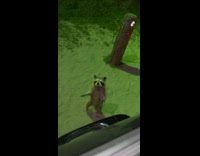 Guy waves coke bottle at raccoon on beach 