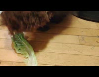 Porcupine carrying porcupine plushie