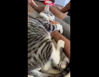 Cat hug and bites arm of owner