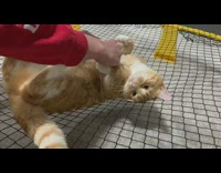 Pet cat lie down on the spike ball net