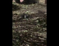 Two rats fights on the street