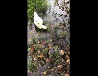 Thirsty ducks dabbling and drinking water