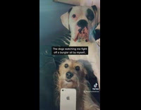 Dogs watch owner fight burglar alone 