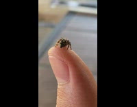 Jumping spider turn around on thumb cute