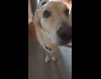 Collab Clips mpugc - Baby cat on dog back