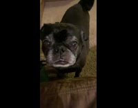 Black pug dog sits with tongue out