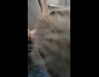 Pet cat on the lap of the filmer sniffs the camera