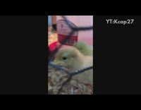Collab DailyDoseOfInternet - Yellow baby chick chicken pecks phone cage 