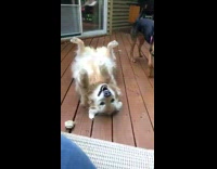 Three normal dogs then fourth dog laying on back smiling