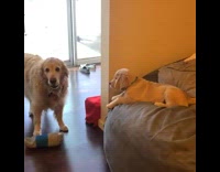 Big and small golden retriever bark at each other over toy on beanbag chair