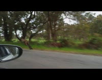 Wild Kangaroo hops fast on the side of the road
