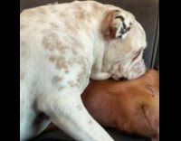 Bulldog lick clean ear of brown pig