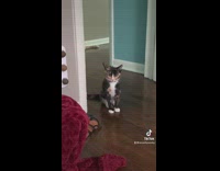 Cat standing at door waiting to be fed 